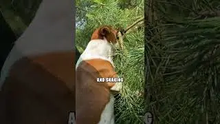 Why This Dog Is the Best Bodyguard in the World 🤯 #funny #dog #meme #cute #animal #viral #shorts