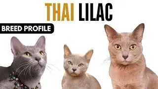 Thai Lilac Cat Breed Profile History - Price - Traits - Thai Lilac Cat Grooming Needs - Lifespan