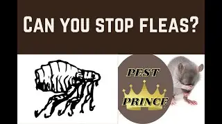 Can you stop fleas? 😎  Learn the Shocking truth!  🤶 Summary #Shorts