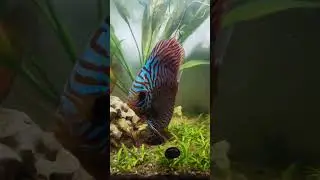 Blue turquoise and red melon discus fish
