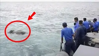 Что-то барахталось в воде, моряки в ужасе закричали, когда поняли что это!