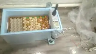 Прошло 10 дней... Инкубатор Матрица Дели. Овоскопирование яиц овоскопом