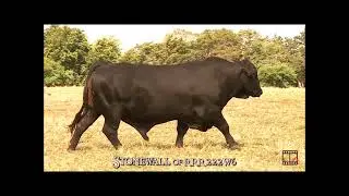 STONEWALL | Stonewall of RRR 222W6 for TGG