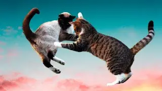 Funny Cats 2030| Watch Cat Acrobatics: Incredible Cats Funny and Feats!