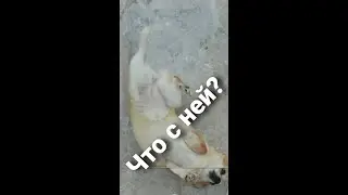 Dog is lieing and twitching Собака лежит и дергает лапами 10 минут