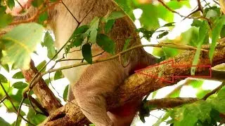 MG. Monkey time nearly give birth on the big tree