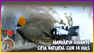 MANDARÍN GIGANTE CRÍA NATURAL CON 14 DÍAS🦜