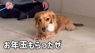 お年玉サプライズしたら愛犬が猫みたいになりました【カニンヘンダックスフンド】