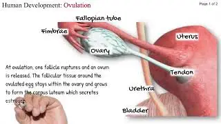 Things Biological: Human Development-Ovulation