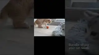 Cheerble Smart Interactive Cat Toy | Toys for cats  🙀
