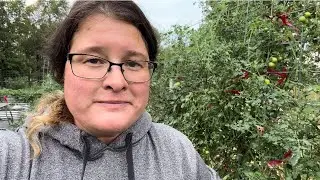 Velvet gets sick / our wine needs filtered / and tomato picking before the rain comes&hellip;&hellip;VLOG