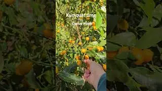 Winter in Cyprus, Kumquat harvest time