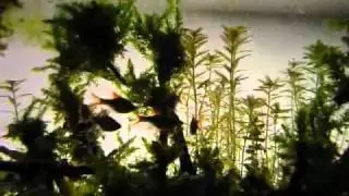panu kalnas video.wmv