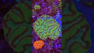 🔥 Glowing Crimson & Neon Green Dented Symphyllia &ndash; Reef Spotlight Stealer! 🌈🪸 #Symphyllia #coralreef