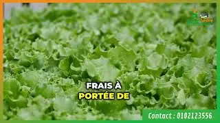 TOUR HYDROPONIQUE