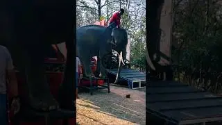 Why are elephants kept chained by their feet?🤔🐘