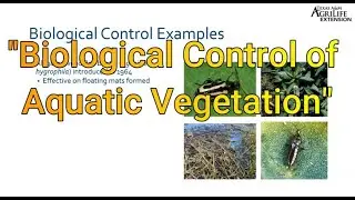 The Biological Control of Aquatic Vegetation