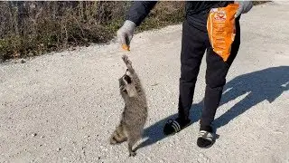 Feeding Wild Raccoons in Chicago!
