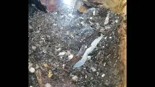 Boettgerilla pallens, Worm Slug