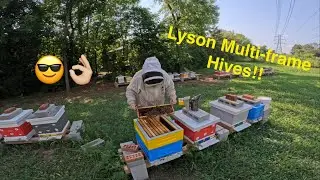 REVIEW: The New Lyson Multi-frame Hive!