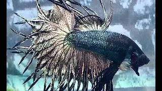 Flaring Your Bettas Workout / King Crowntail Betta Fish Copper