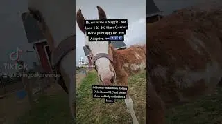 #facebook #tiktok #nonprofitsupport #fypシ゚viral #nonprofitsupport #fypシ゚viral #quarterhorse #QH