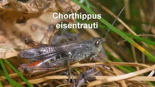 Chorthippus eisentrauti -- S&uuml;dlicher Grash&uuml;pfer -- Eisentraut's Bow-winged Grasshopper