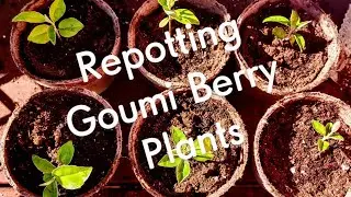Repotting Goumi Berry Seedlings!