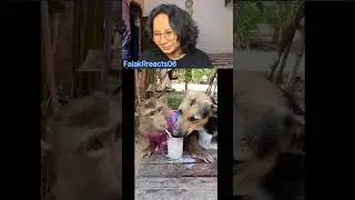 gulabi maxi #duet #react #funny #reaction #memes #meme #comedy #reactionvideo #trend #trending