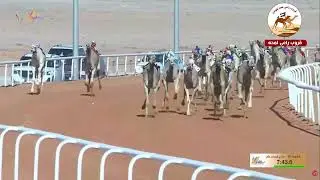 الشوط  10 الجامح لـ محمد عتيق زيتون المهيري  9:42:01 ( مهرجان عبد العزيز للابل 2025 )