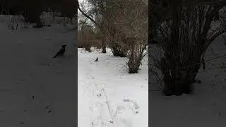 Две вороны гуляют в парке/Two crows walking in the park #crowlife #crow #crows #crowsinapark #birds
