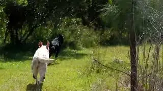 Invisible leash