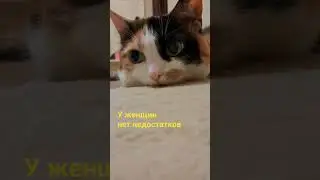 ОСОБЕННОСТИ 🤗😉💃🧙🧚&zwj;♀️ #shorts #reels #video #cat #кошка #аленалиса #юмор