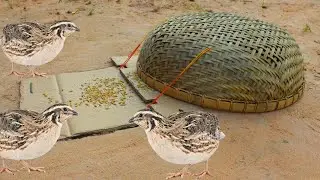 Creative Unique Bird Trap Using Bamboo Baskets And Cardboard That Work 100%