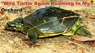 Turtle. “Indian Flapshell Turtle”. “Lissemys punctata”. Fresh Water Turtle. Wildlife Documentary.