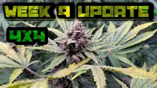 How to Grow Weed- Week 9 Grow Update