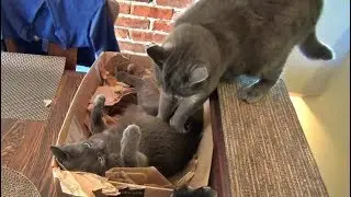 The Kits Cats Are Back!