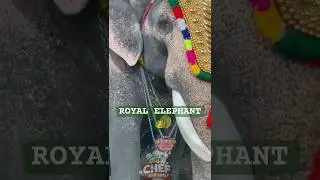 When Sriram the Elephant Steals the Festival Show 👑🐘