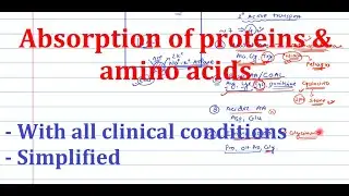2. Absorption of proteins and amino acids| Biochemistry | Metabolism