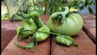 Horn worms
