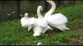Bully Swan Attack Foiled!
