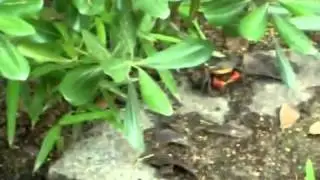 Red land crabs in Hiroshima park
