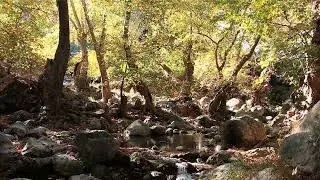 1 Hour Relaxing Autumn Forest Stream | Natural Water Sounds for Meditation