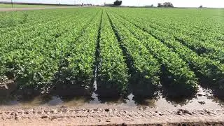 Where is your cauliflower coming from? Yuma agriculture