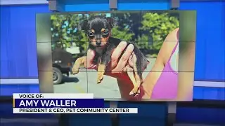 Newsmaker: Amy Waller, President & CEO of Pet Community Center