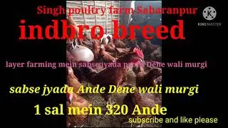 Indbro Brown Hen Layer Farming  | Sabse Jyada Ande Dene Wali Murgi.