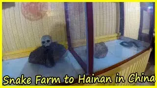 Snake Farm to Hainan in China Review 2020. Snake Village in Sanya. Travel ti China 2020