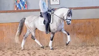 HORSE PRE 6 YO - 170 CM FLYING CHANGES &iexcl;&iexcl;&iexcl; SOLD &iexcl;&iexcl;&iexcl;