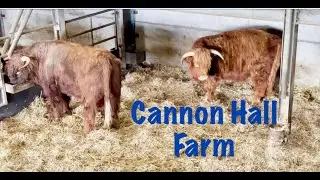Cannon Hall Farm lots of animals and so many piglets