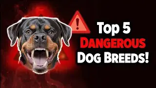 Top 5 Aggressive Dog Breeds in the World (Not for Beginners!) | Dog Breeds That Can Be Harmful Pets.